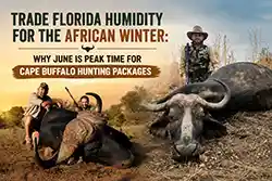 Trade Florida Humidity for the African Winter: Why June is Peak Time for Cape Buffalo Hunting Packages